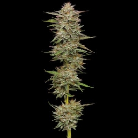 Banana OG Auto > Humboldt Seed Company